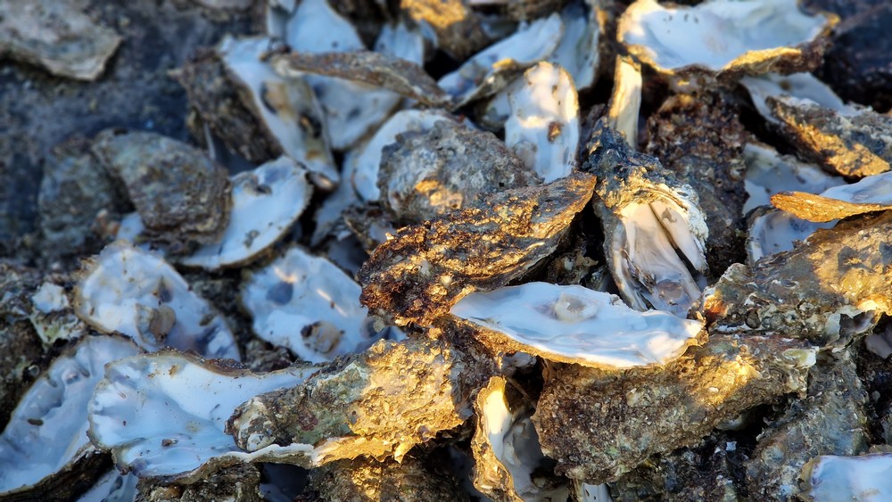 netherland/oyster_picking/oyster_thumnail.jpg